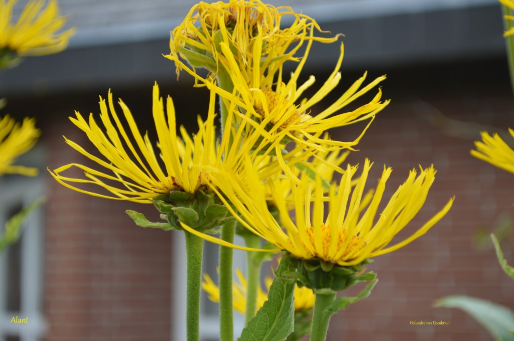 Blüte