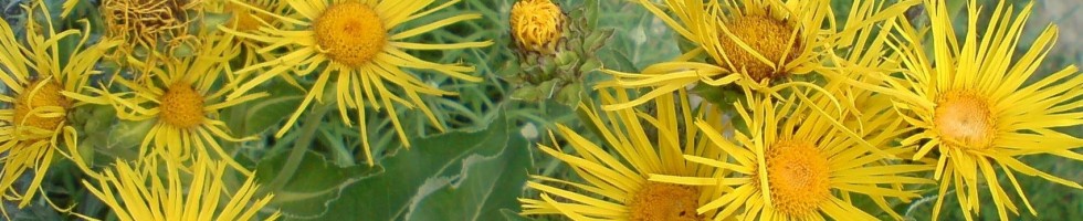 Blüte
