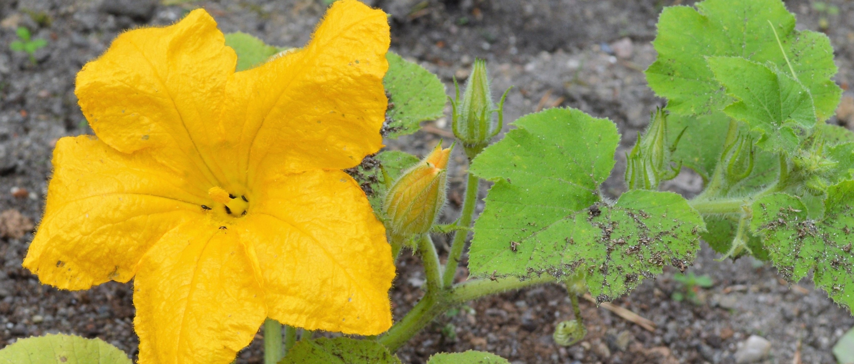 Carotinoide Naturheilkunde • Renate Keim