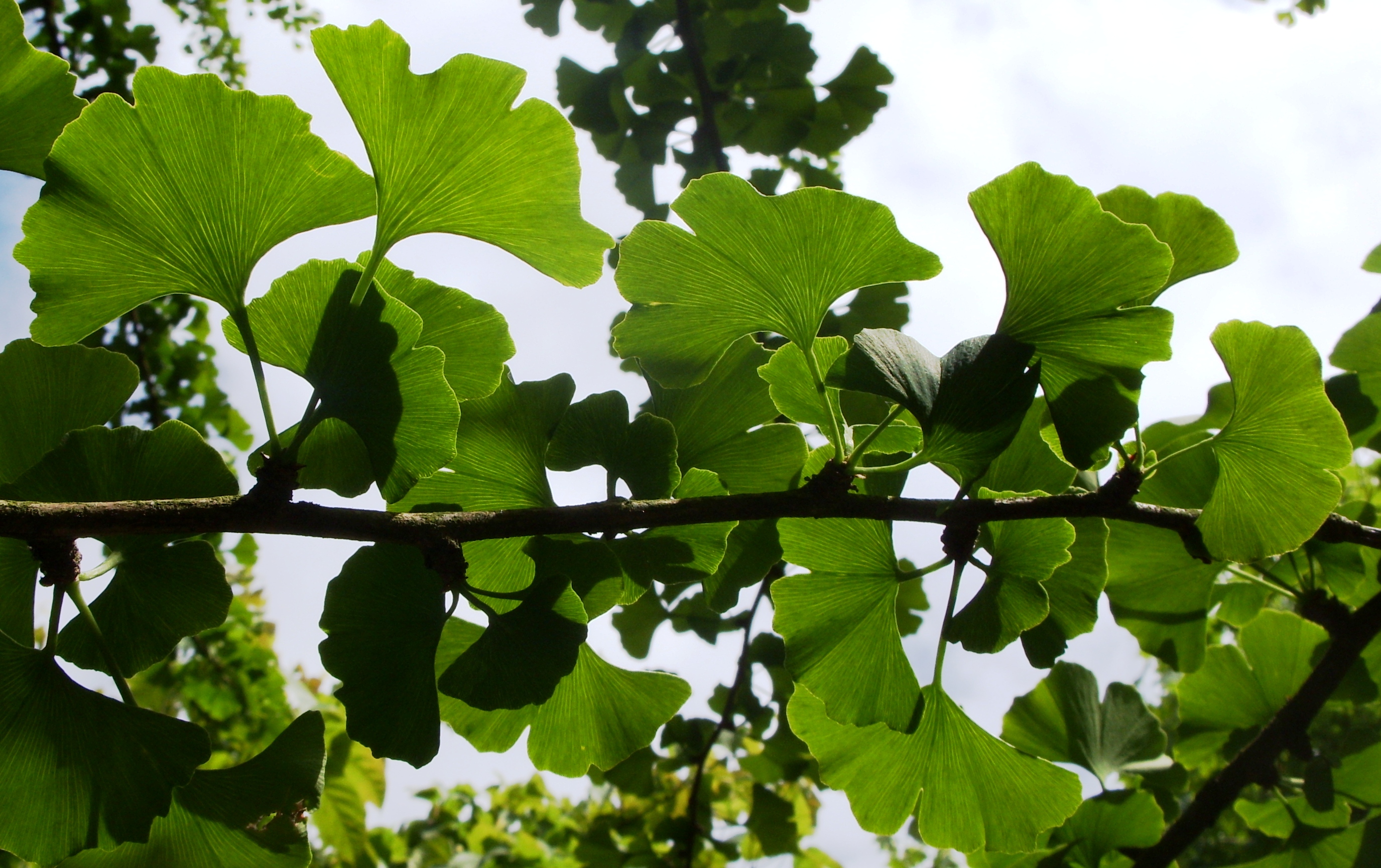 Ginkgo biloba Naturheilkunde • Renate Keim